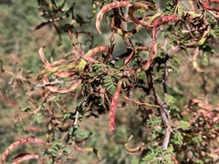 Mimosa aculeaticarpa biuncifera