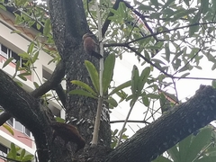 Micropternus brachyurus