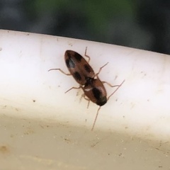 Aeolus mellillus