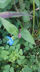 Commelina communis