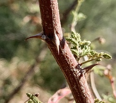 Mimosa aculeaticarpa biuncifera