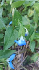 Commelina communis