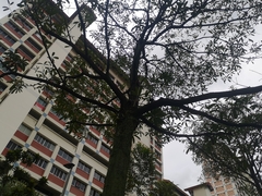 Micropternus brachyurus