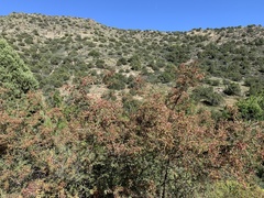 Mimosa aculeaticarpa biuncifera