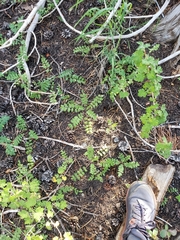 Polemonium californicum