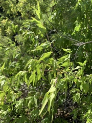 Anisacanthus thurberi