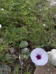 Ipomoea ternifolia ternifolia