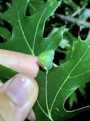 Prolimacodes badia