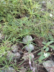 Ipomoea ternifolia ternifolia