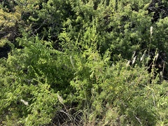 Anisacanthus thurberi