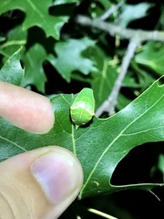 Prolimacodes badia