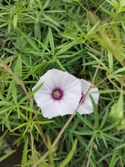 Ipomoea ternifolia ternifolia