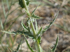 Cirsium mohavense