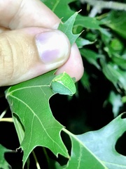 Prolimacodes badia