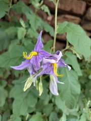 Solanum houstonii