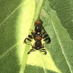 Rhagoletis cerasi