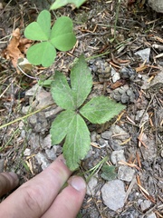 Anemonastrum deltoideum