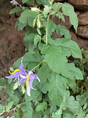 Solanum houstonii