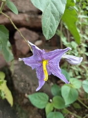 Solanum houstonii