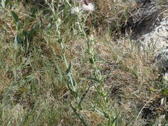 Cirsium mohavense