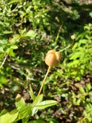 Lilium