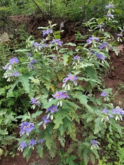 Solanum houstonii