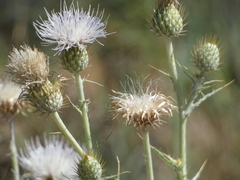 Cirsium mohavense