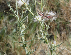 Cirsium mohavense