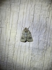 Eucoptocnemis fimbriaris
