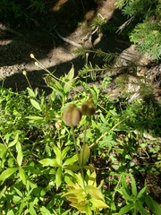 Lilium
