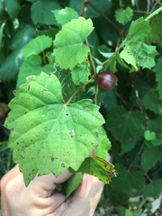 Ampelomyia vitispomum