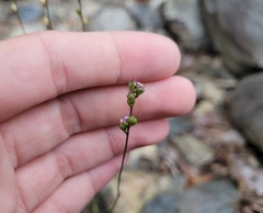Nuttallanthus canadensis