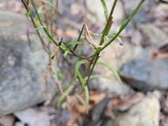 Nuttallanthus canadensis