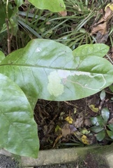 Corythoxestis zorionella