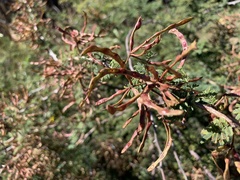 Mimosa aculeaticarpa biuncifera