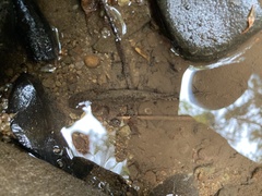 Dicamptodon tenebrosus