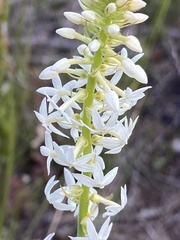 Stackhousia