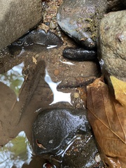 Dicamptodon tenebrosus