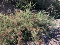 Mimosa aculeaticarpa biuncifera