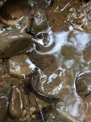 Dicamptodon tenebrosus