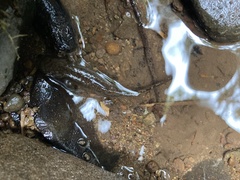 Dicamptodon tenebrosus