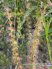 Drosera platypoda