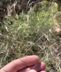 Aristida ternipes gentilis