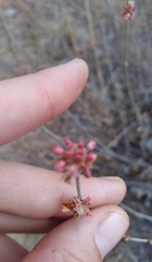 Eriogonum elongatum
