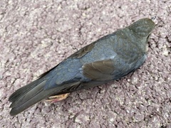 Turdus hortulorum