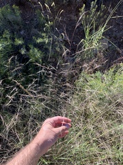 Aristida ternipes gentilis