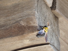 Xylocopa appendiculata