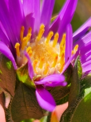Symphyotrichum pratense