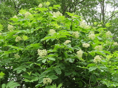 Sambucus kamtschatica