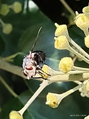 Juriniopsis adusta